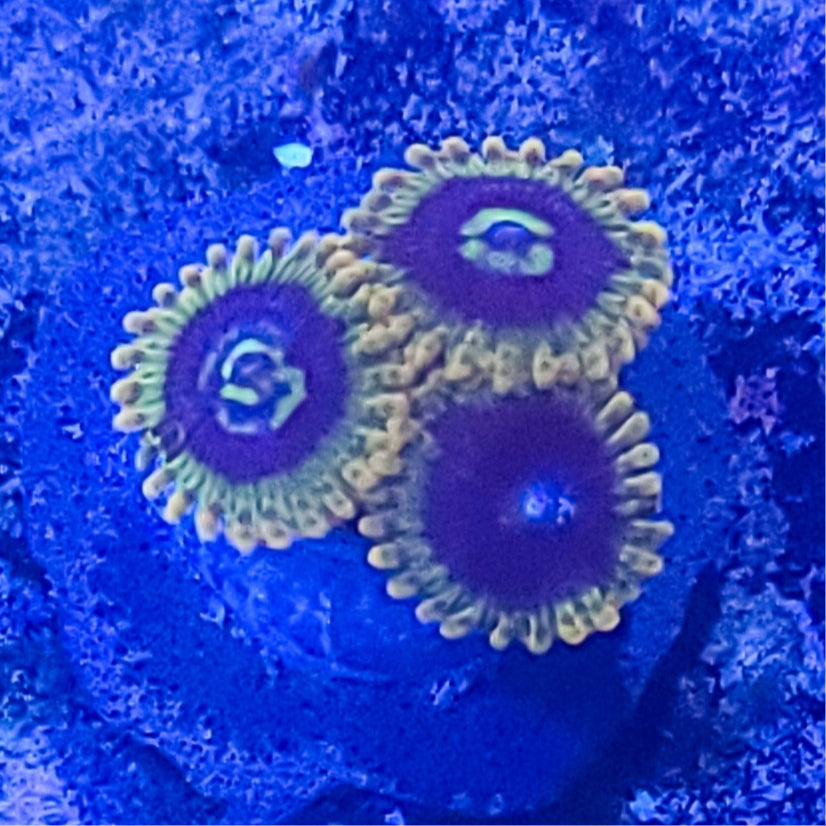 Zoanthid: Rainbow Yoda 022 7I