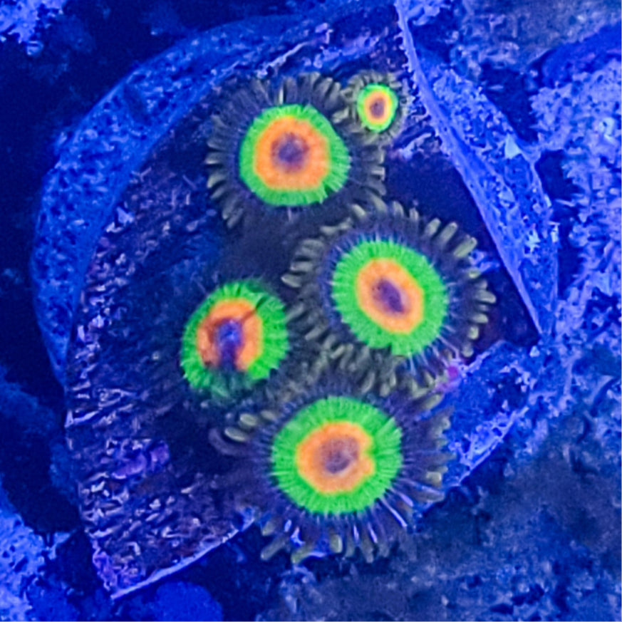 Zoanthid: Rasta 022 13H