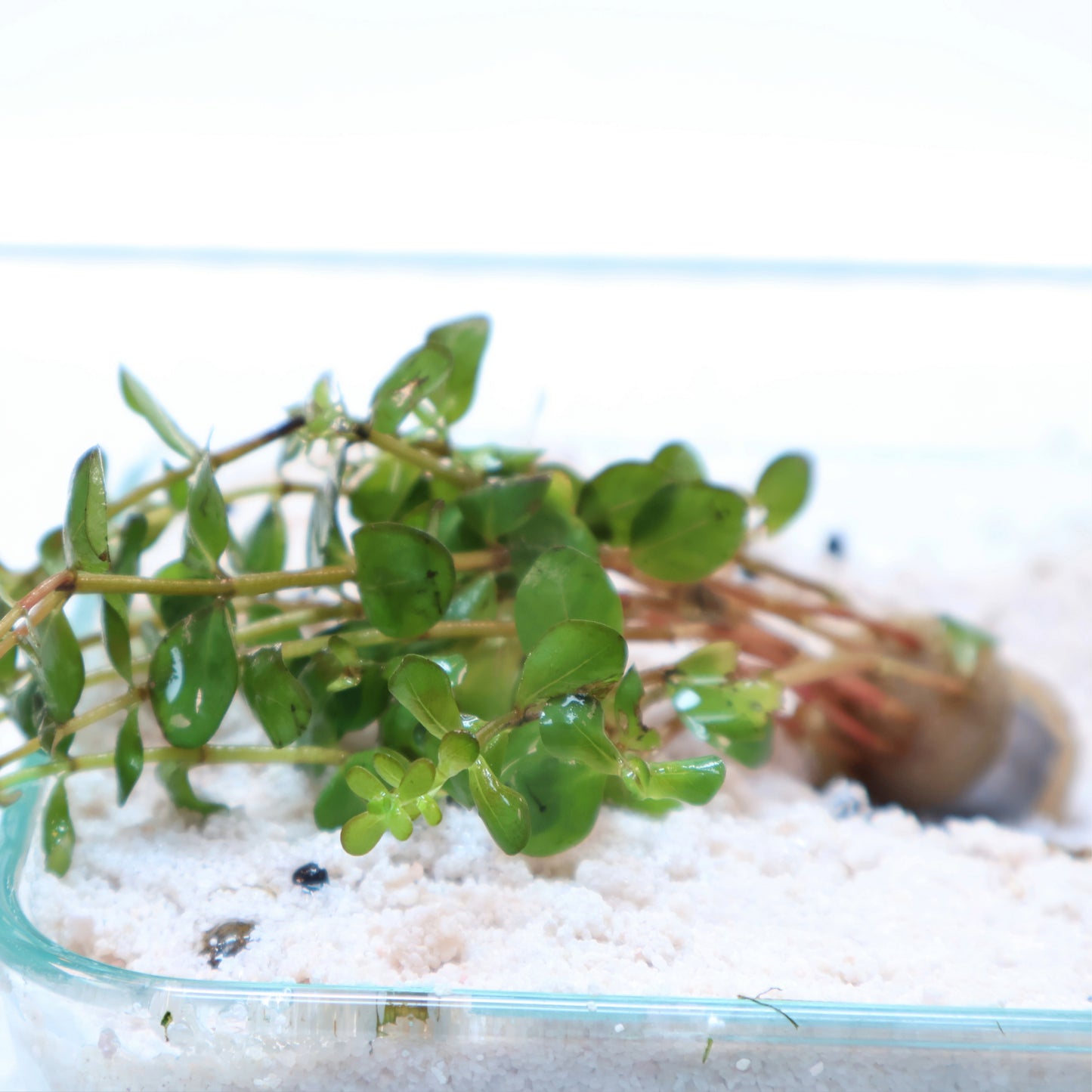 Rotala Indica: Lead Bunch