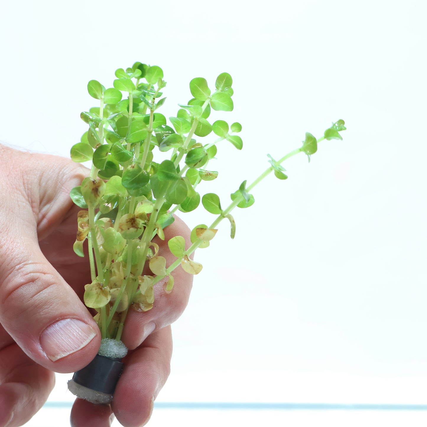 Rotala Macrandra Mini Pink: Lead Bunch