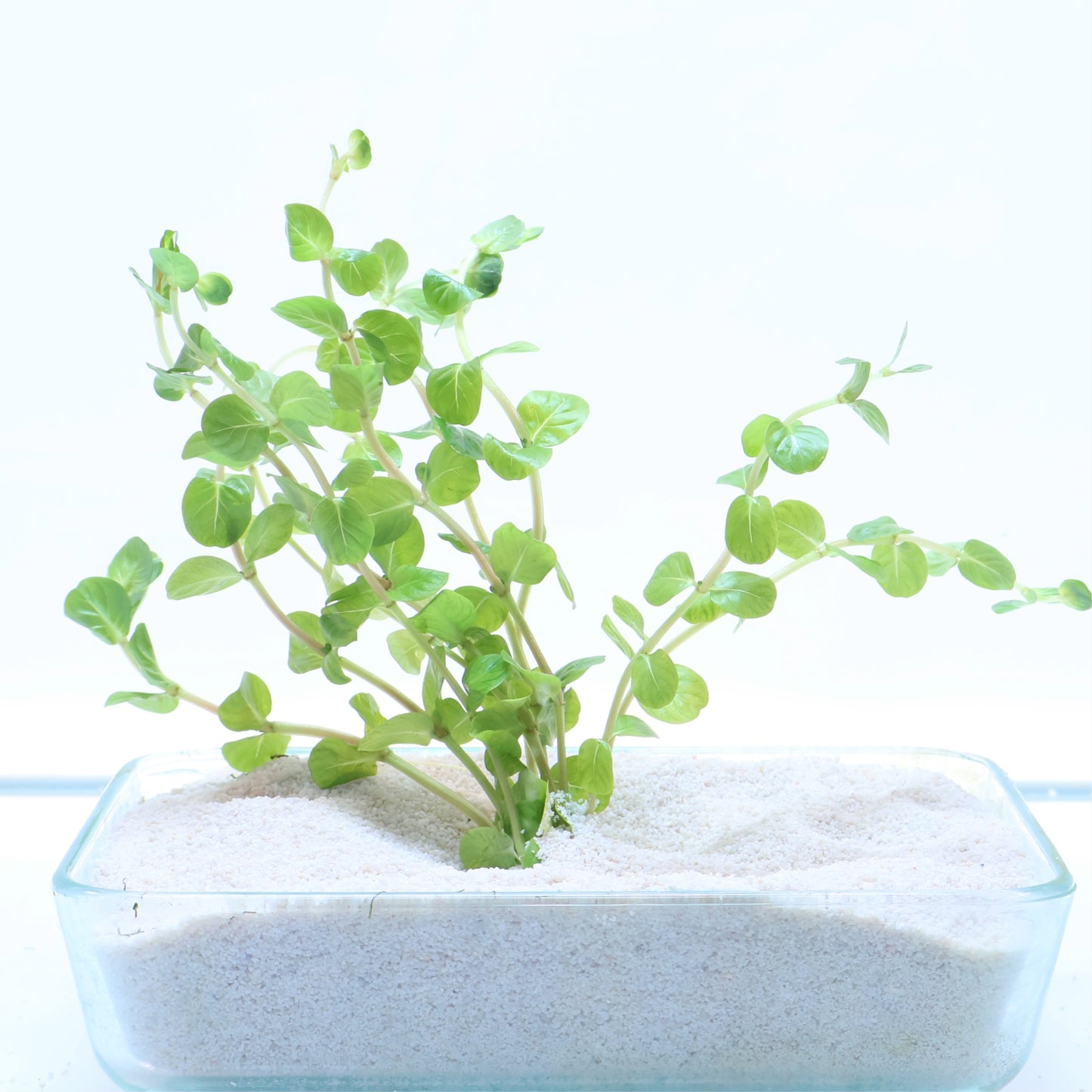 Rotala Manipurensis: Lead Bunch