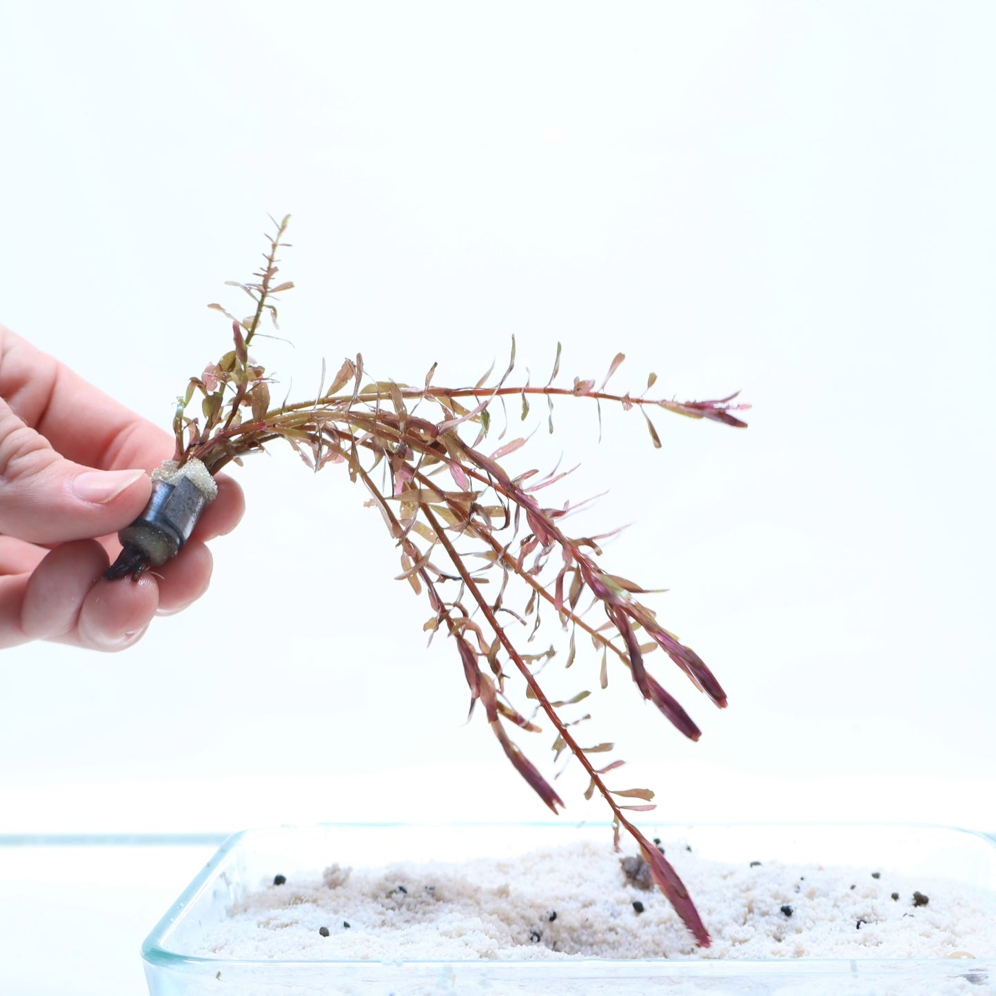 Rotala Rotundifolia Orange Juice: Lead Bunch