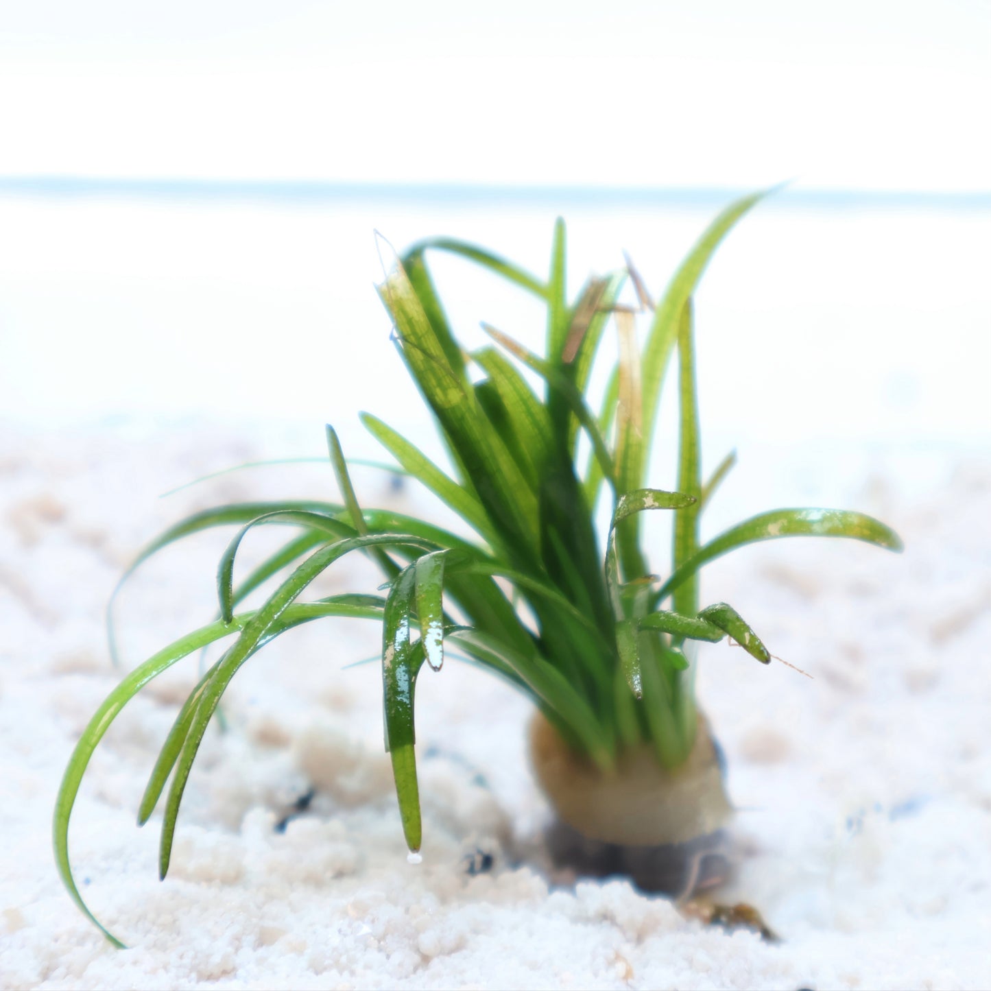 Sagittaria Dwarf: Lead Bunch