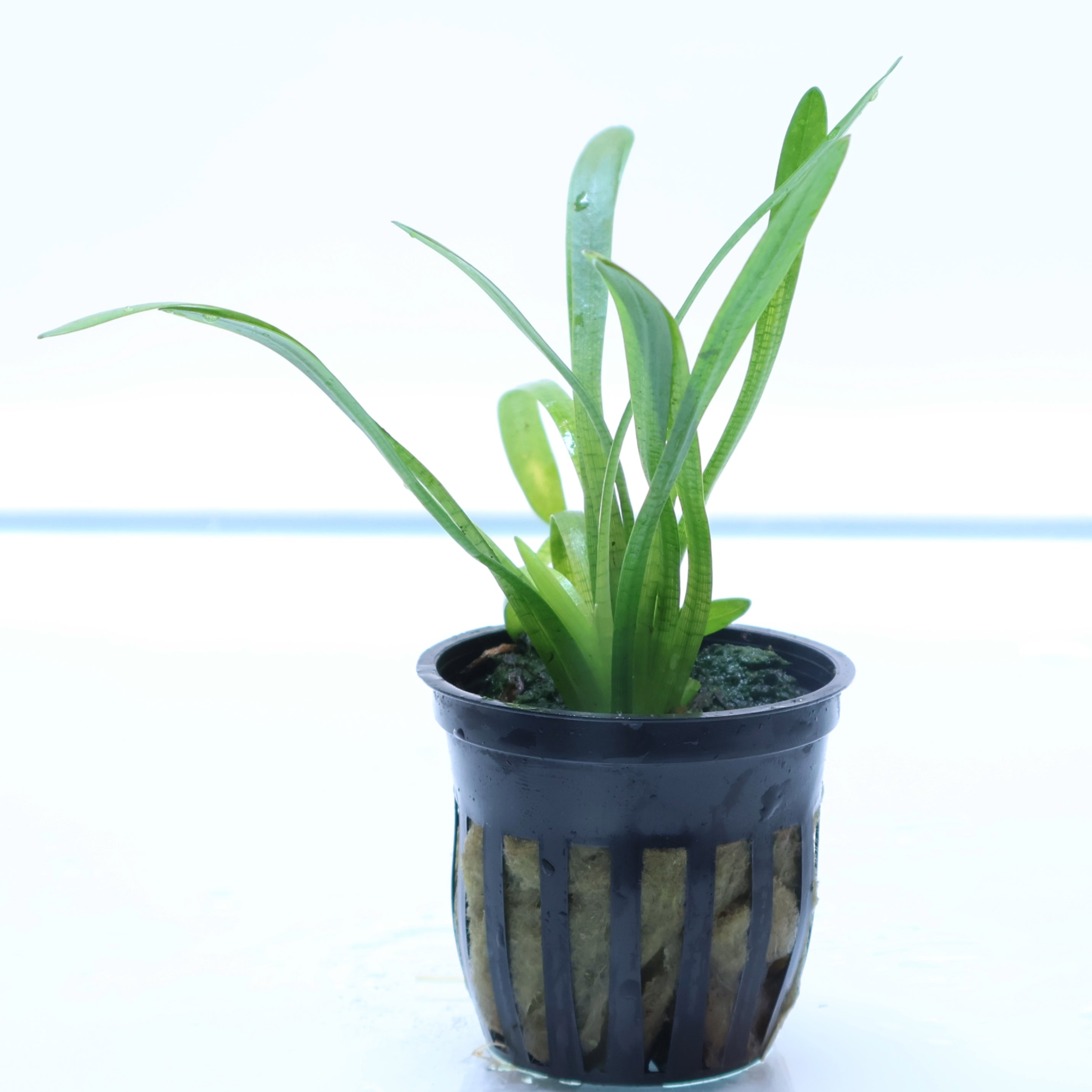 Sagittaria Subulata: Pot – Sanctuary Aquatics