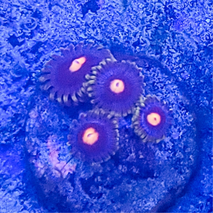 Zoanthid: Super Saiyan 022 8G