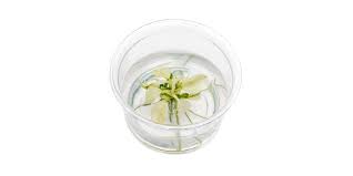 Anubias Nana Pinto: Tissue Culture