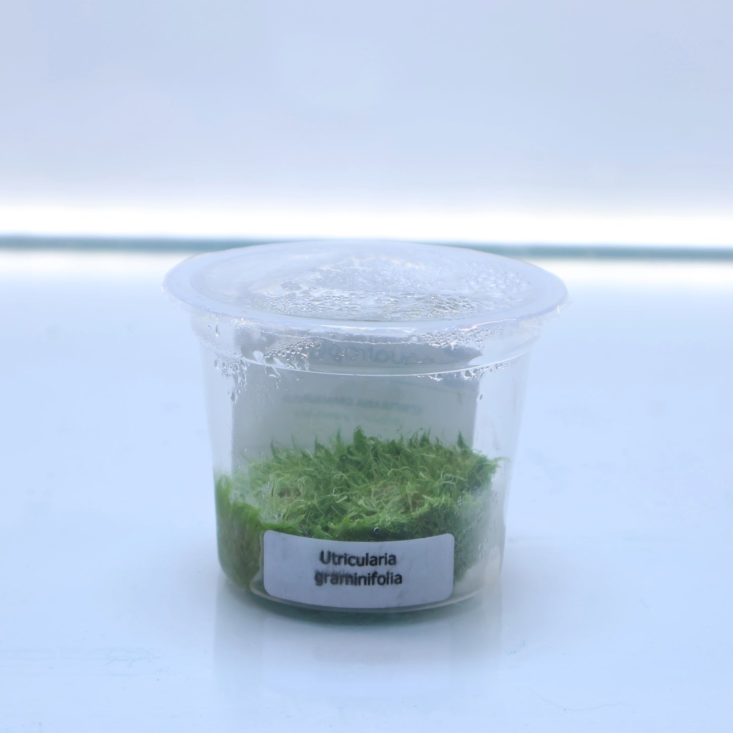 Plant : Utricularia Graminifolia : Tissue Culture