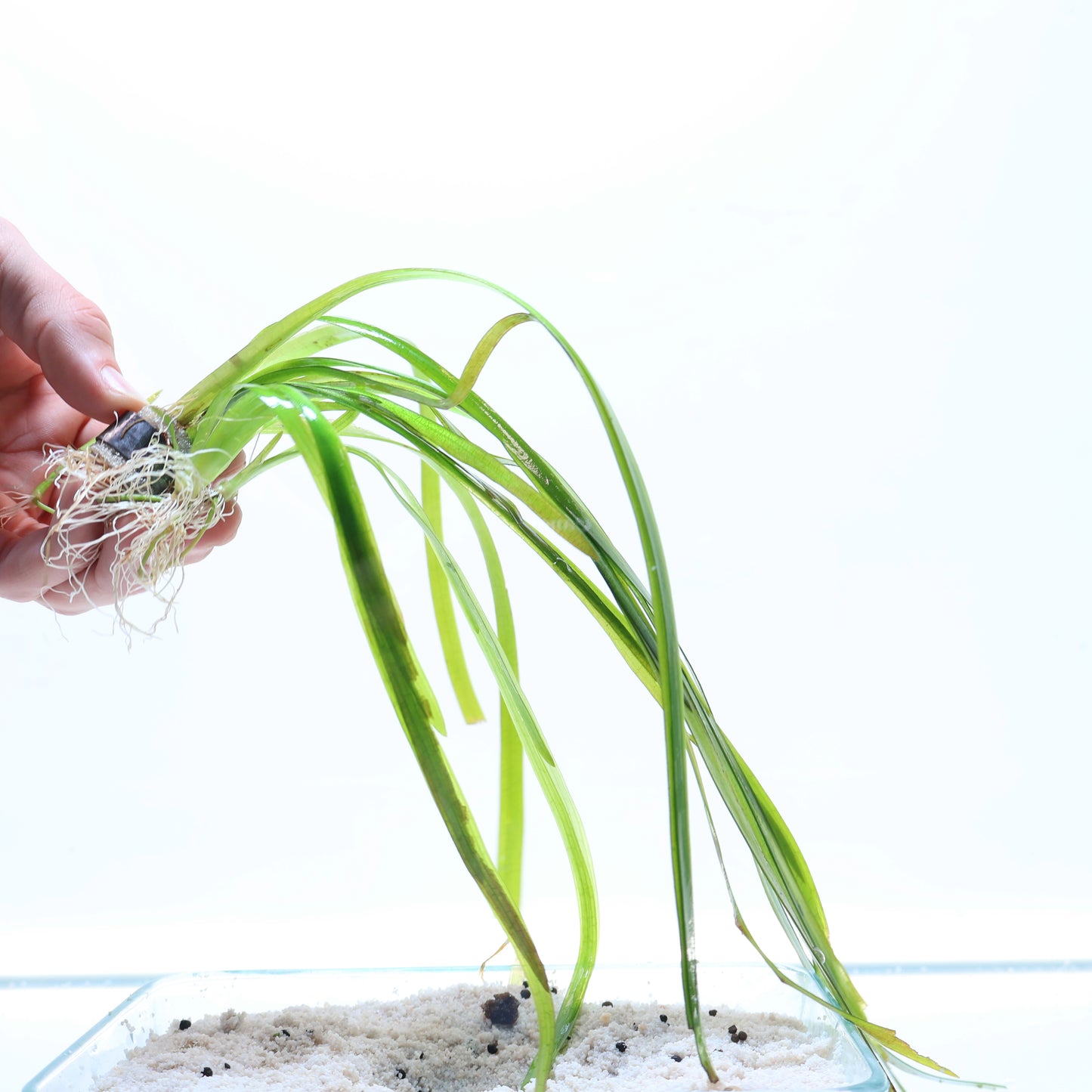 Plant : Vallisneria Gigantea : Lead Bunch