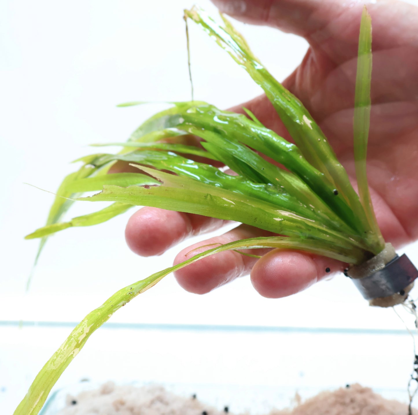 Vallisneria Spiralis : Lead Bunch