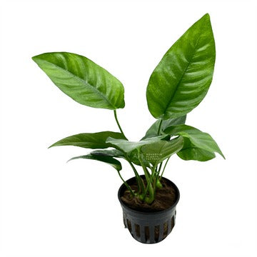 Anubias Barteri Striped: Pot