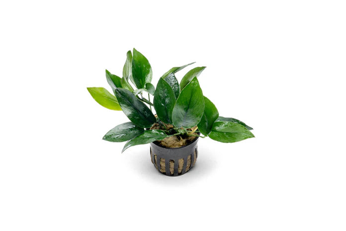 Plant : Anubias Nana Peacock : Pot
