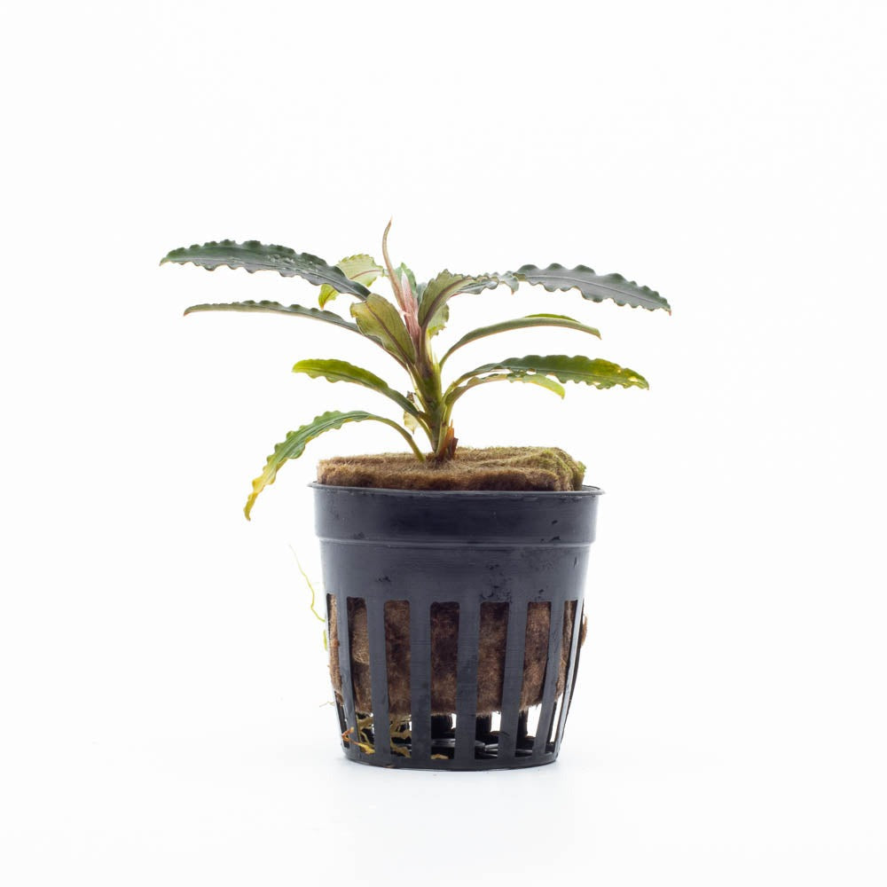 Bucephalandra Velvet 3: Pot