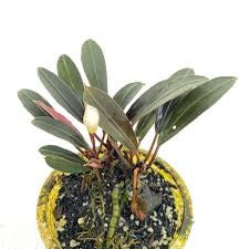 Bucephalandra Pink Lady: Pot