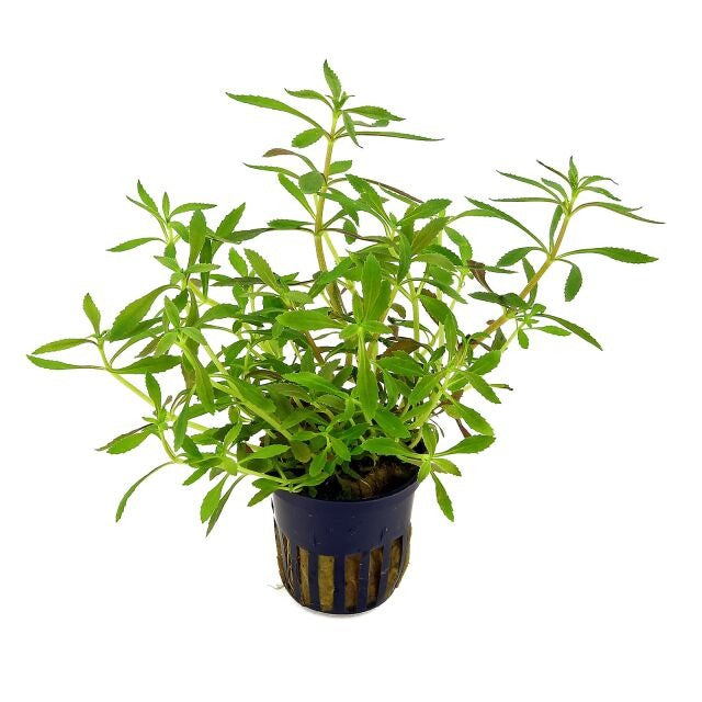 Limnophila Hippuridoides: Pot
