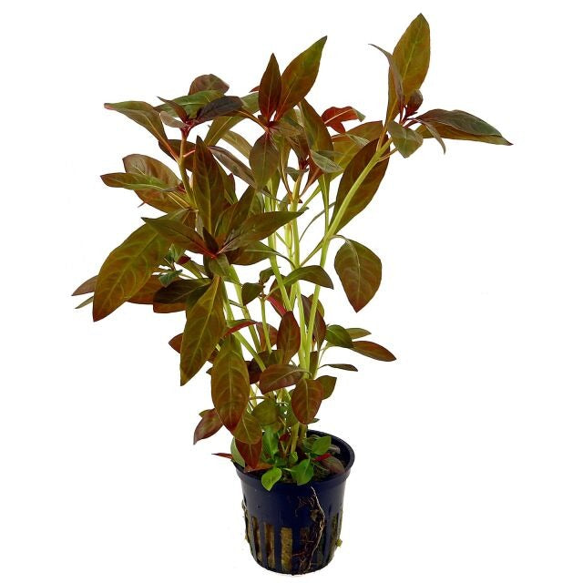 Ludwigia Glandulosa Diamond: Pot