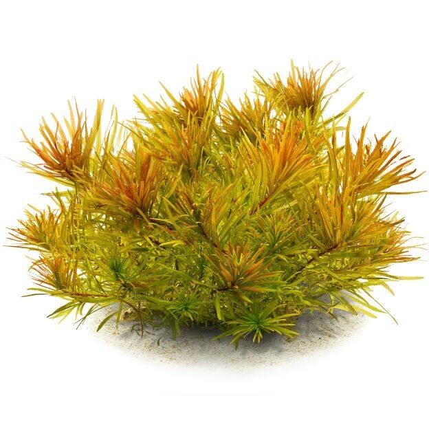 Ludwigia Inclinata: Lead Bunch