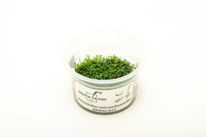 Plant : Micranthemum Micranthemoides Pearl Weed : Tissue Culture