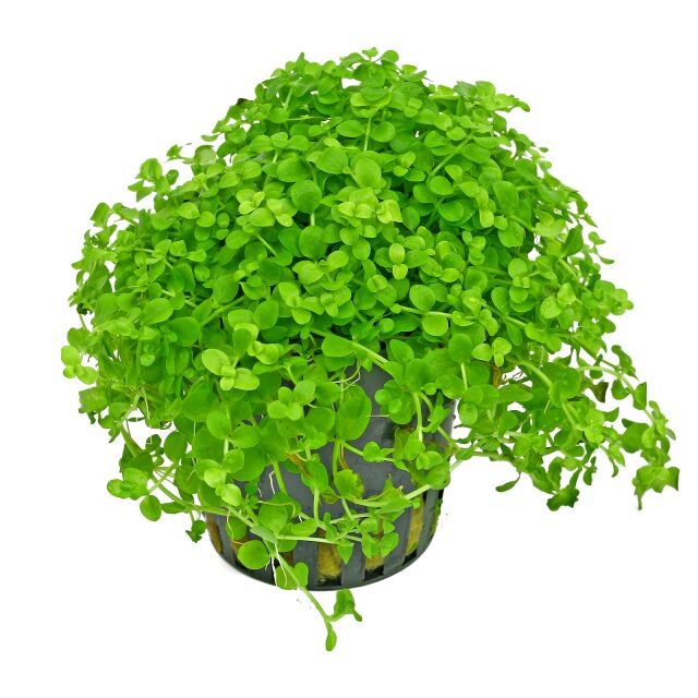 Micranthemum Monte Carlo: Pot