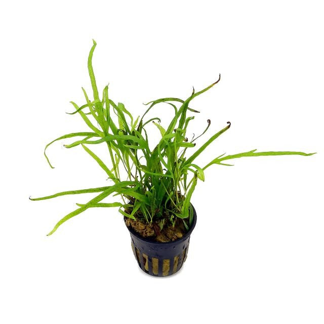 Plant : Microsorum Trident Java Fern : Pot