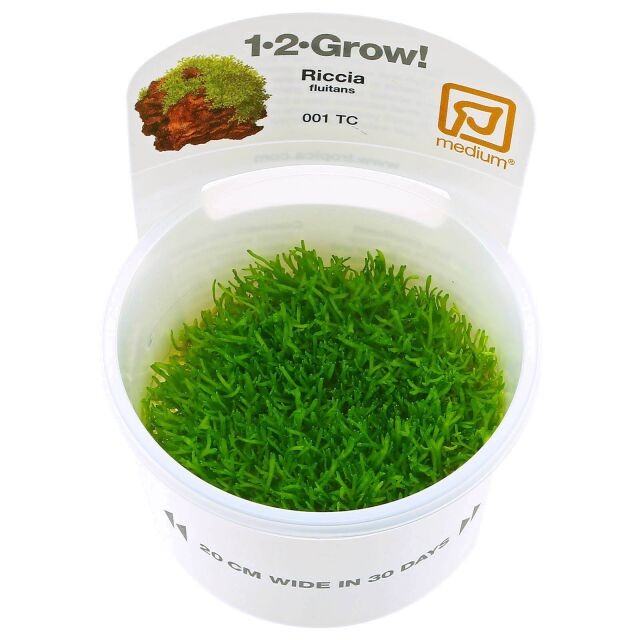 Riccia Fluitans Floating Crystalwort: Tissue Culture