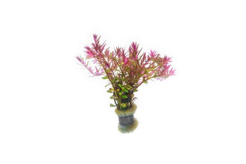 Rotala Blood Red:  Lead Bunch