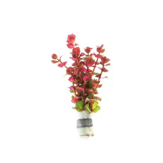 Rotala Macrandra Mini Pink: Lead Bunch