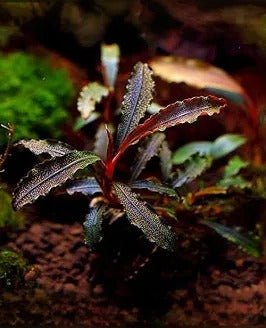 Bucephalandra Godzilla: Pot