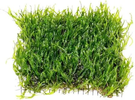 Taxiphyllum sp. Flame Moss: On Stainless Steel