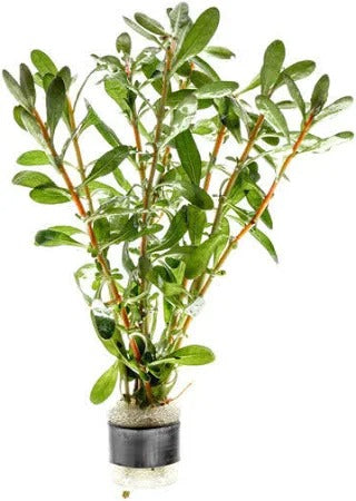 Ludwigia Inclinata: Lead Bunch