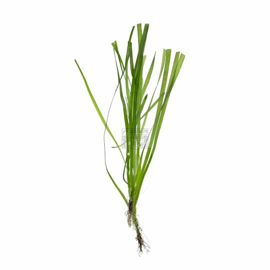 Vallisneria Contortionist Corkscrew Val: Lead Bunch