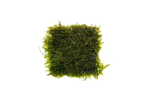 Vesicularia Ferriei Weeping Moss: On Stainless Steel