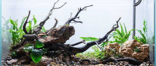 Creating Your Personal At-Home Aquarium: A Beginner's Guide