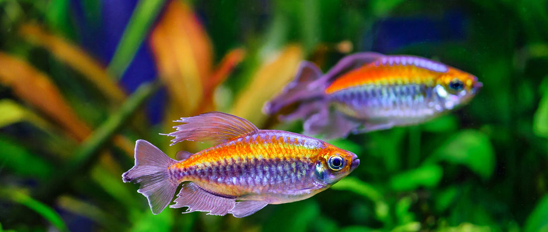 A Guide to Choosing Freshwater & Saltwater Fish