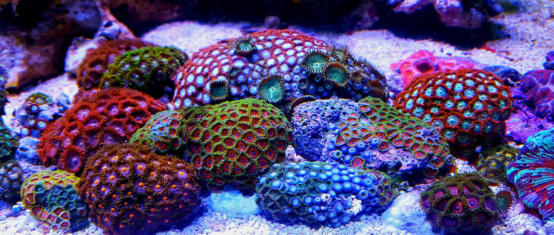 Your Complete Coral Guide