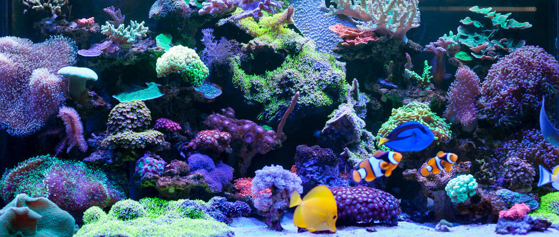 How to Start a Reef Aquarium: A Complete Beginner's Guide