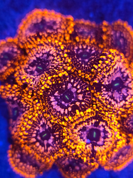 AC Utter Chaos Zoa