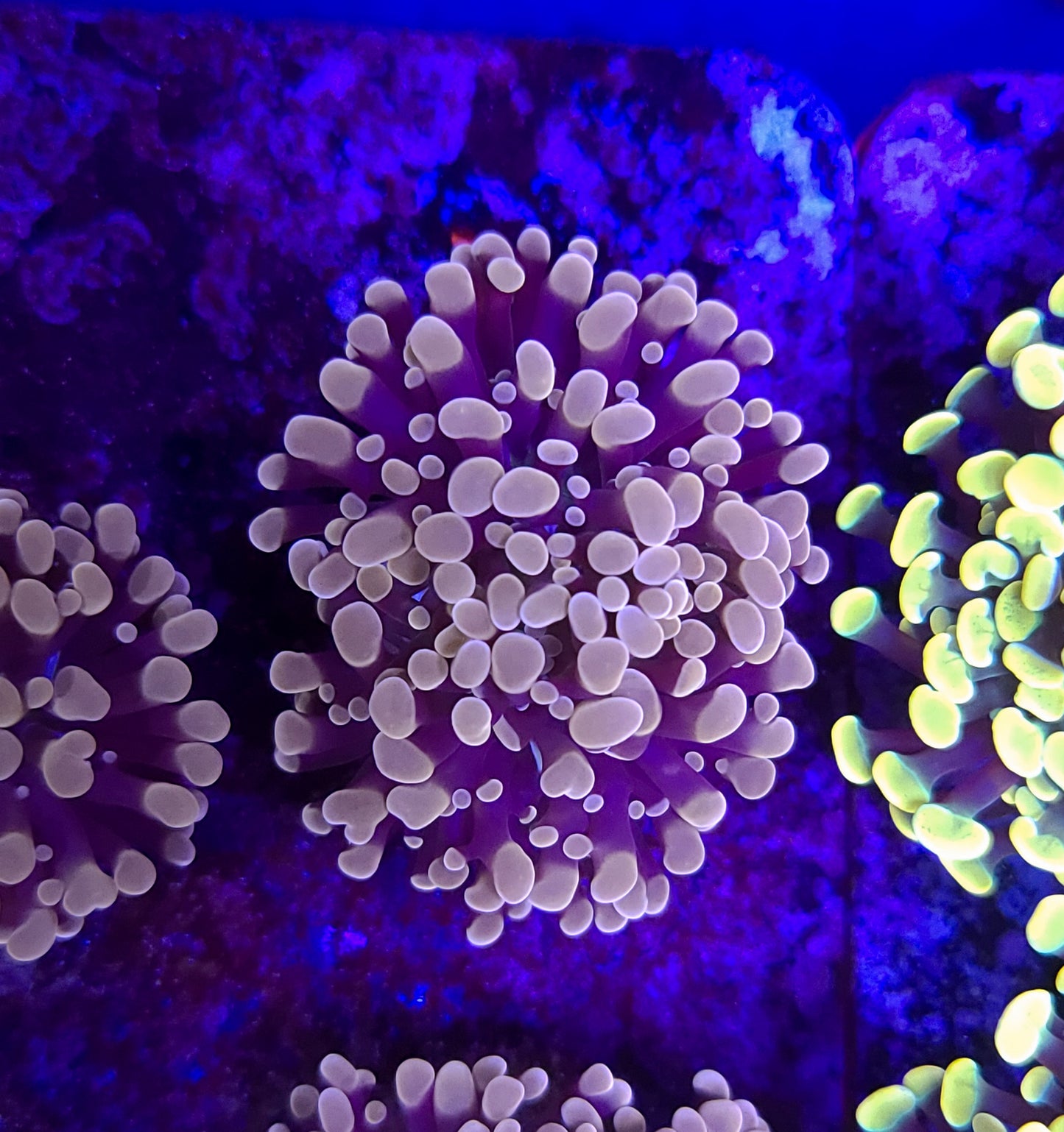 Frogspawn ER2A1