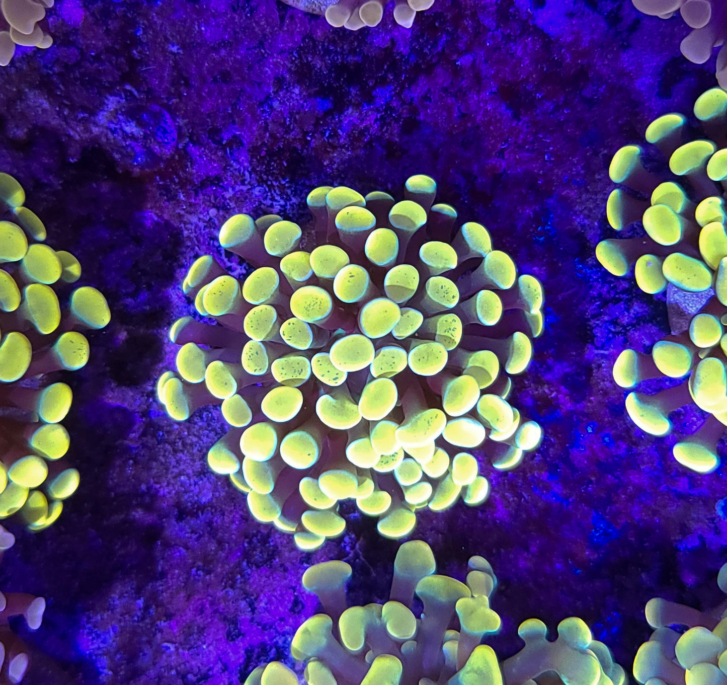Frogspawn T10ER2F2