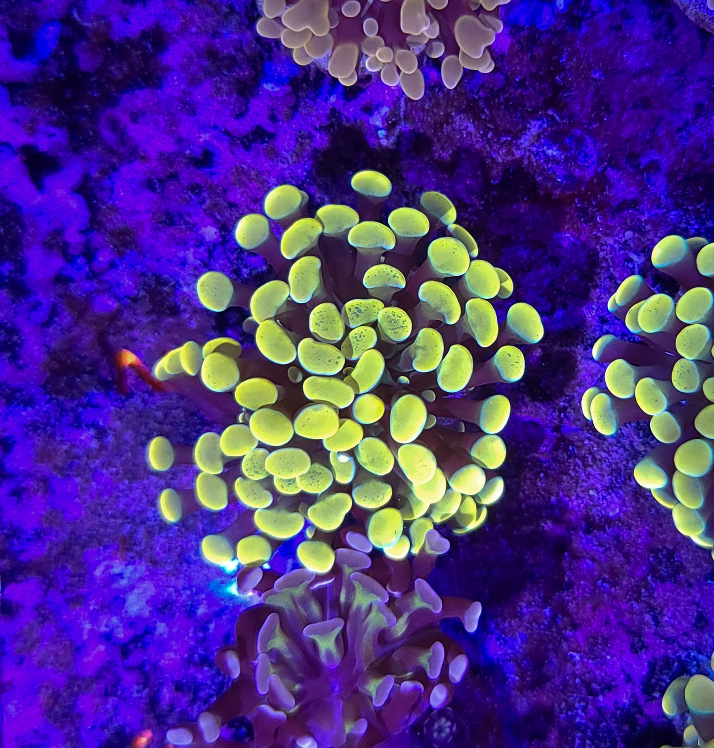 Frogspawn T10ER2G2