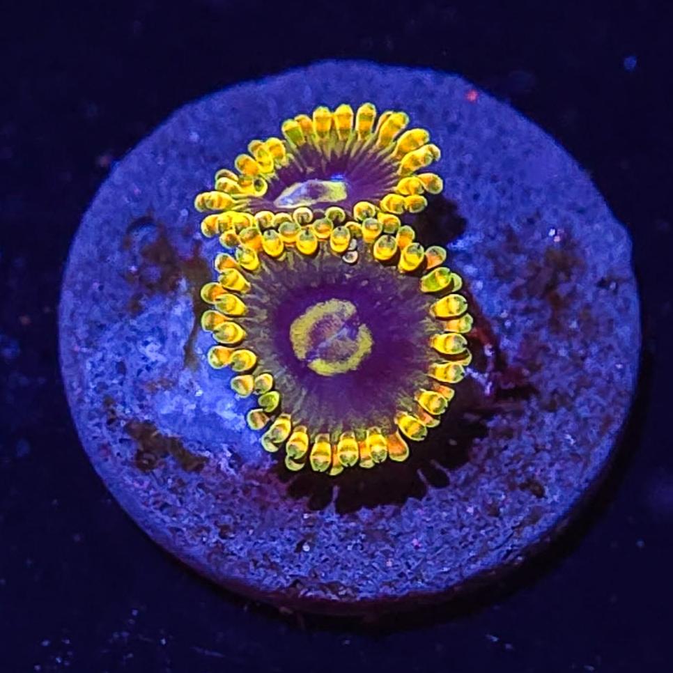Yoda Zoa