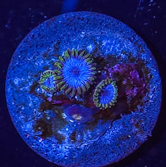 WWC Lich King Zoanthids