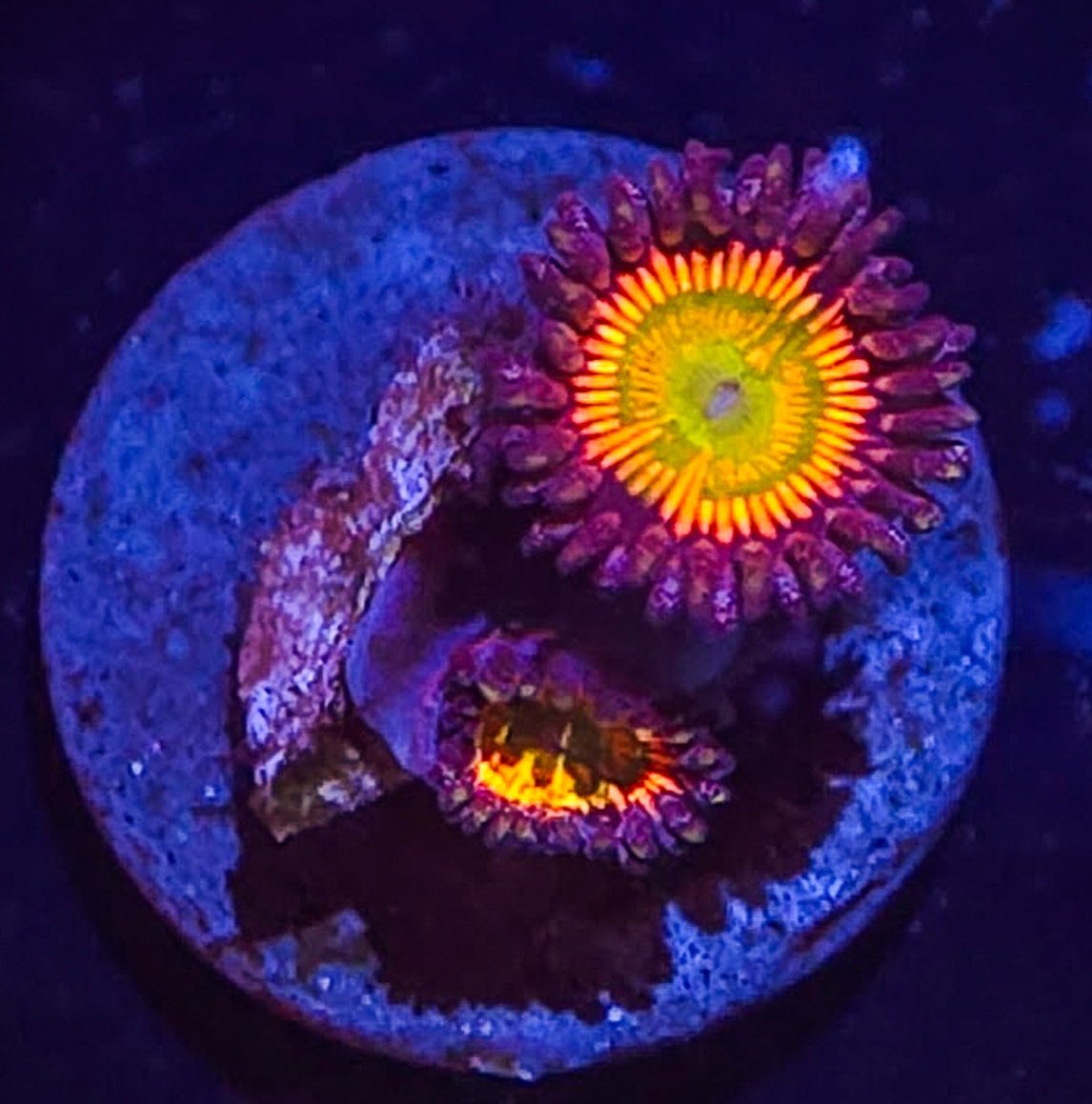 Sunny D Zoa