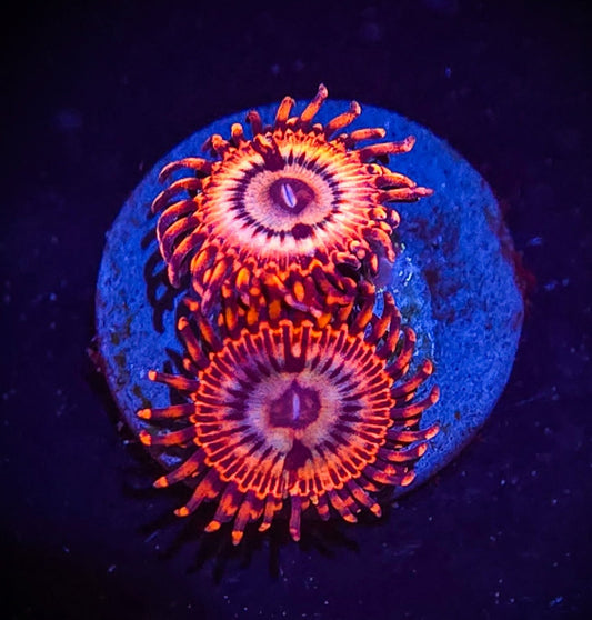 Utter Peace Zoa