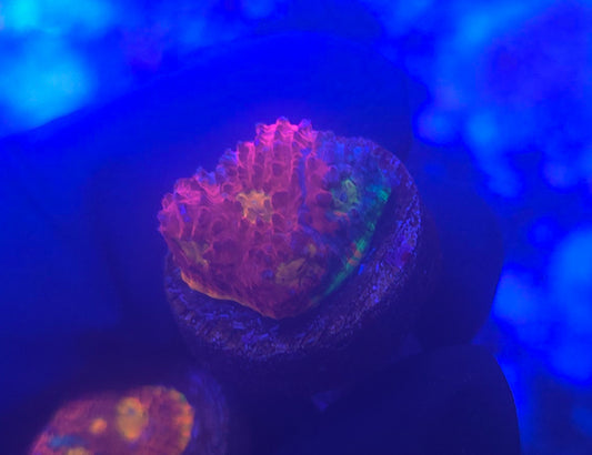 Jelly Bean Chalice #2