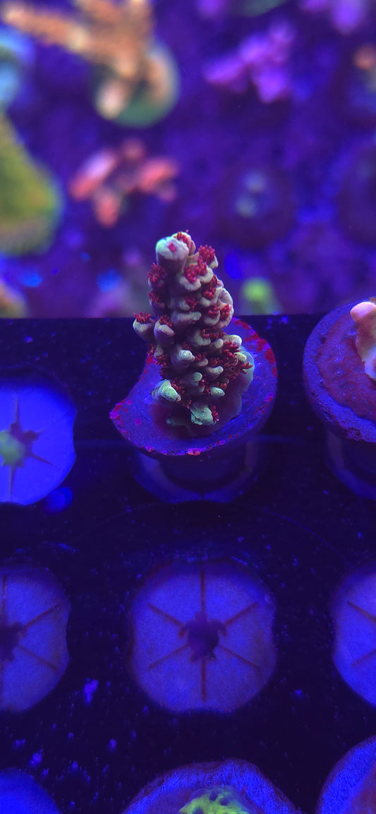 AC Pink Cadillac WYSIWYG