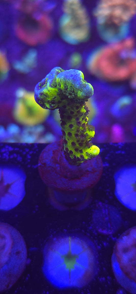 AC Neon Green Spongodes WYSIWYG