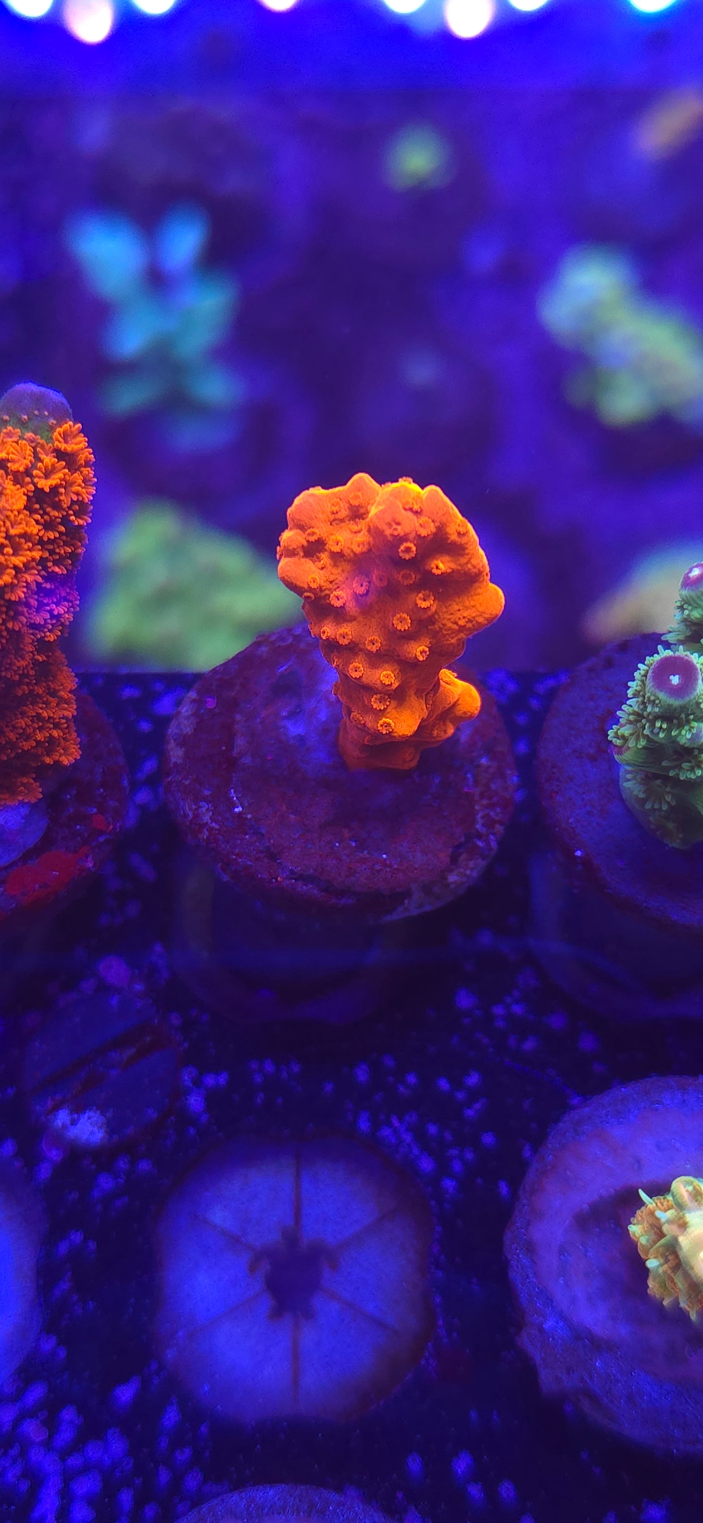 AC Setosa Montipora WYSIWYG