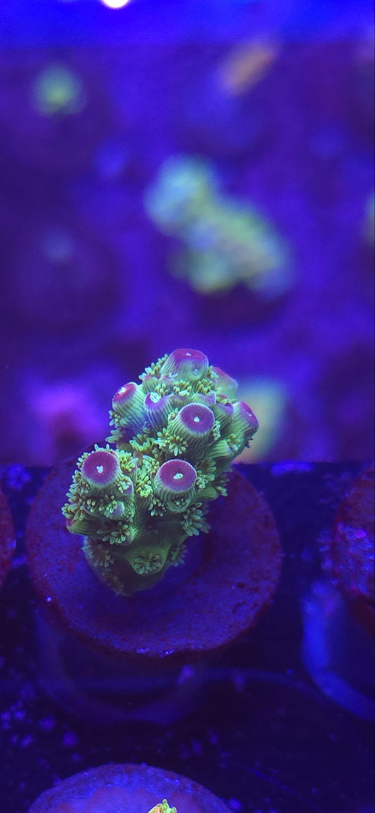 AC Av99 Orange Crush Acro #3 WYSIWYG