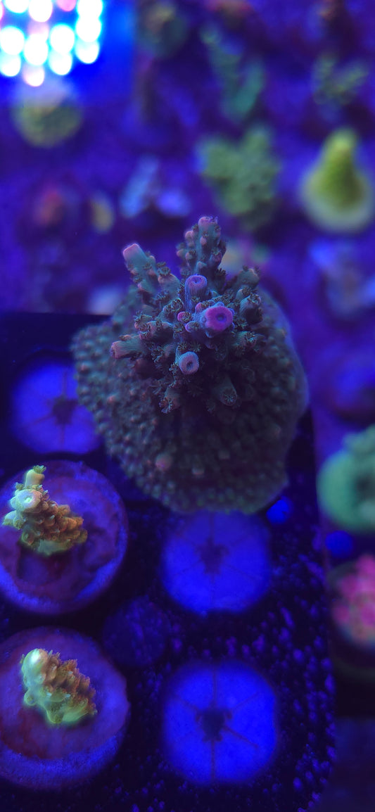 AC Bali Blue Slimer WYSIWYG