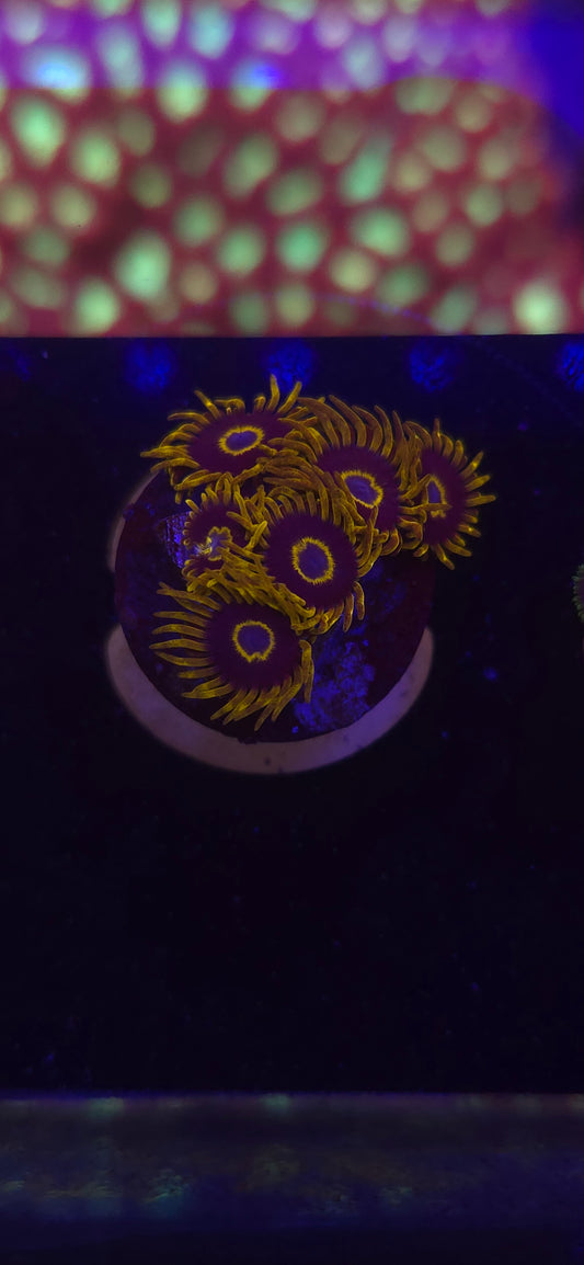 AC Purple Hornet #2 WYSIWYG